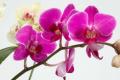 Как расположить орхидеи по фен-шуй?