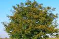 Дерево грецкий орех: как выглядит и растение