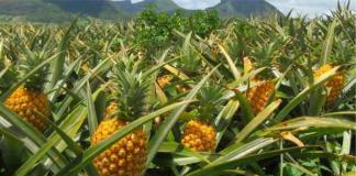 Где и как растут ананасы (10 фото)